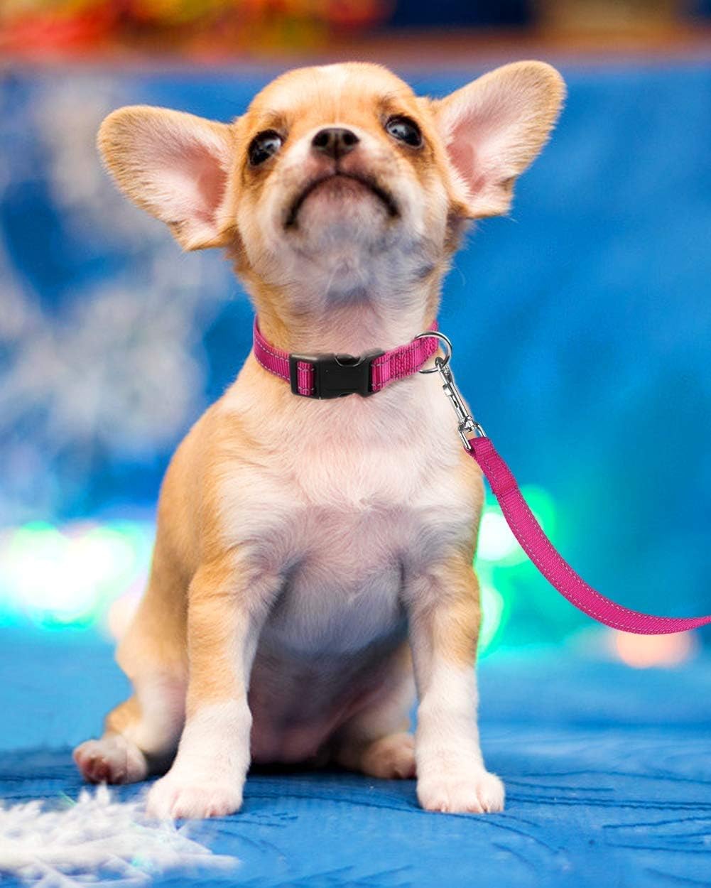 No-pull reflective dog harness safety